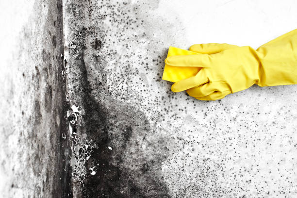 Best Mold Removal Near Me  in Holiday City South, NJ