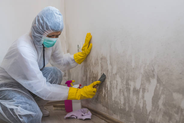 Best Local Mold Removal Service  in Holiday City South, NJ