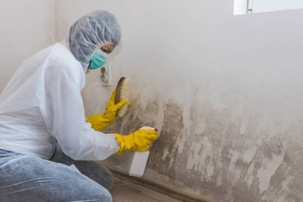 Best Home Mold Removal  in Holiday City South, NJ