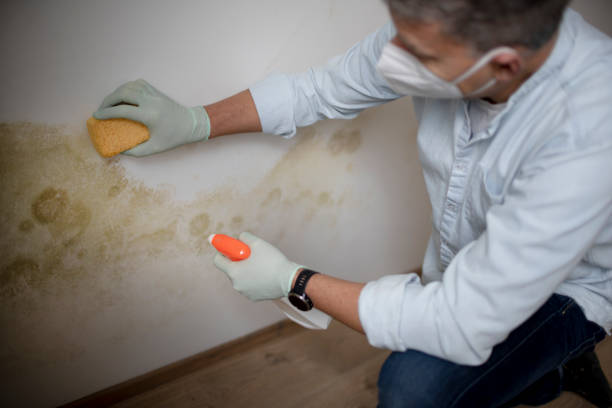 Best Mold Removal Near Me  in Holiday City South, NJ