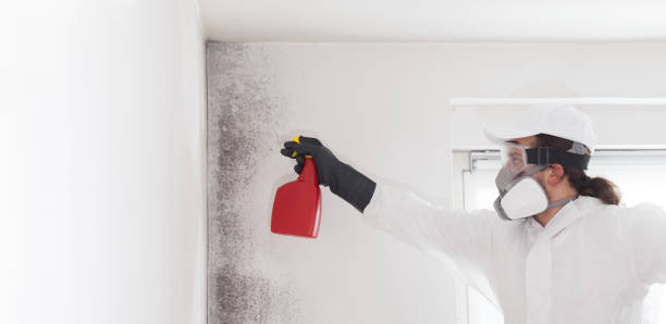 Best Local Mold Removal Service  in Holiday City South, NJ
