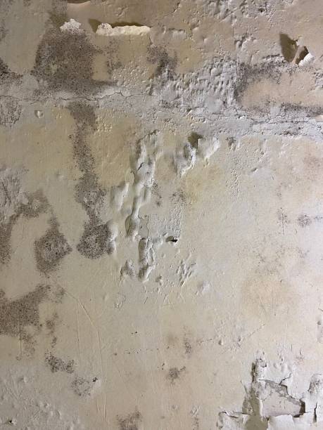 Best Mold Cleaning Services  in Holiday City South, NJ