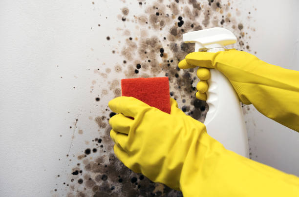 Certified Mold Removal in Holiday City South, NJ