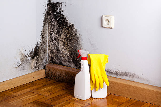 Best Attic Mold Removal  in Holiday City South, NJ